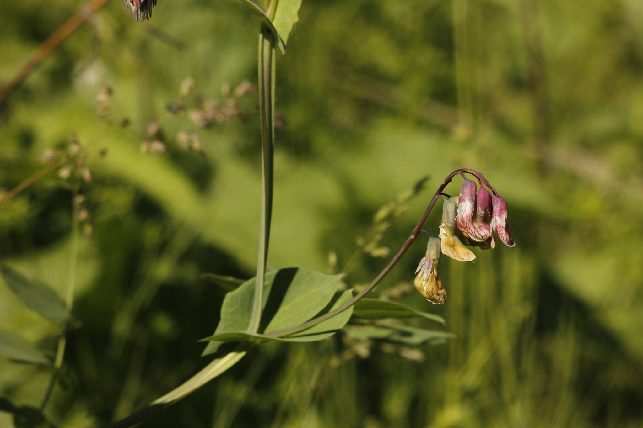 Image of Lathyrus pisiformis L.