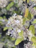 Image of Bystropogon origanifolius var. palmensis Bornm.