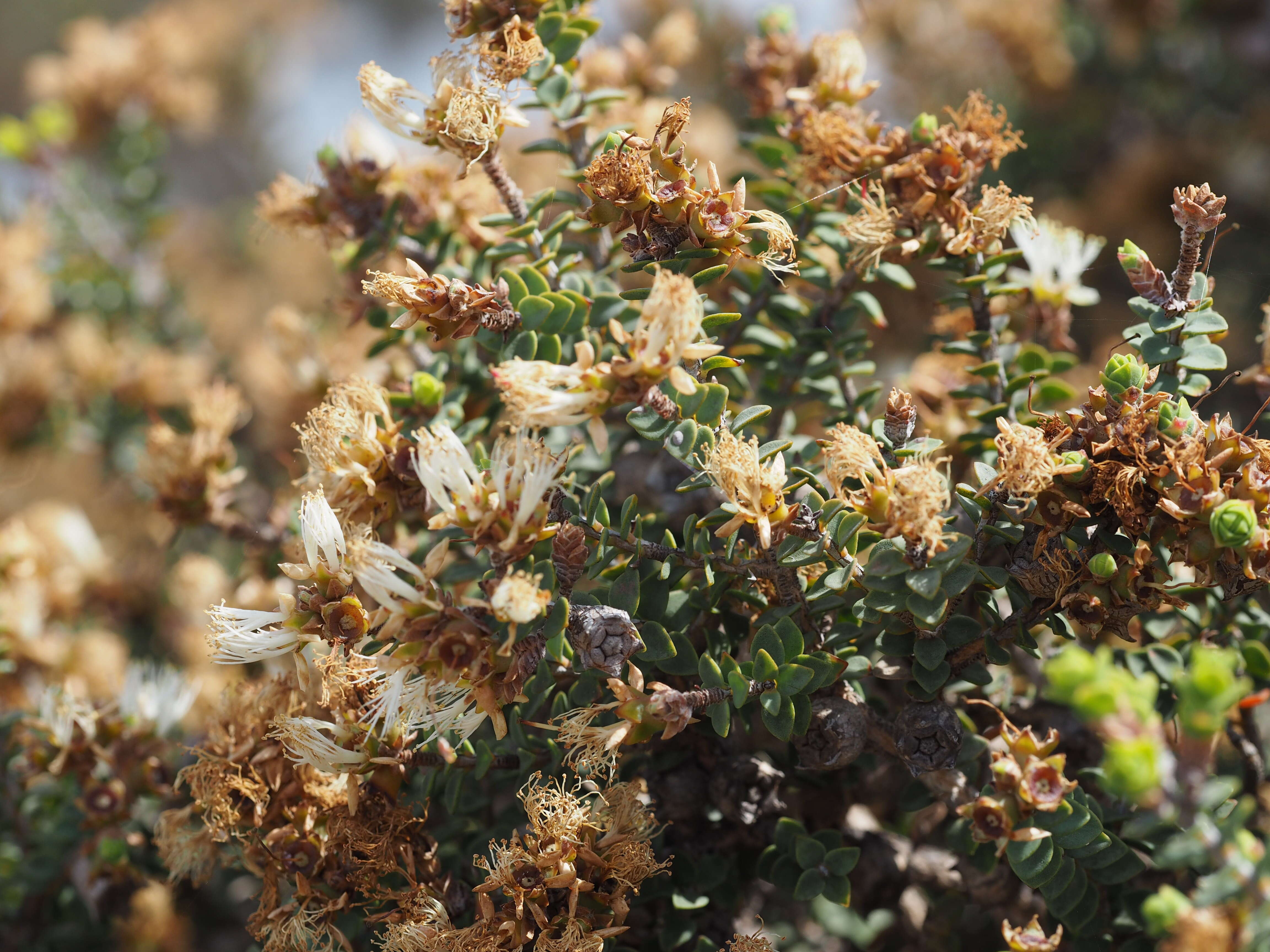 Image of Melaleuca dempta (Barlow) L. A. Craven