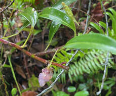 Image of Anthurium scandens subsp. scandens