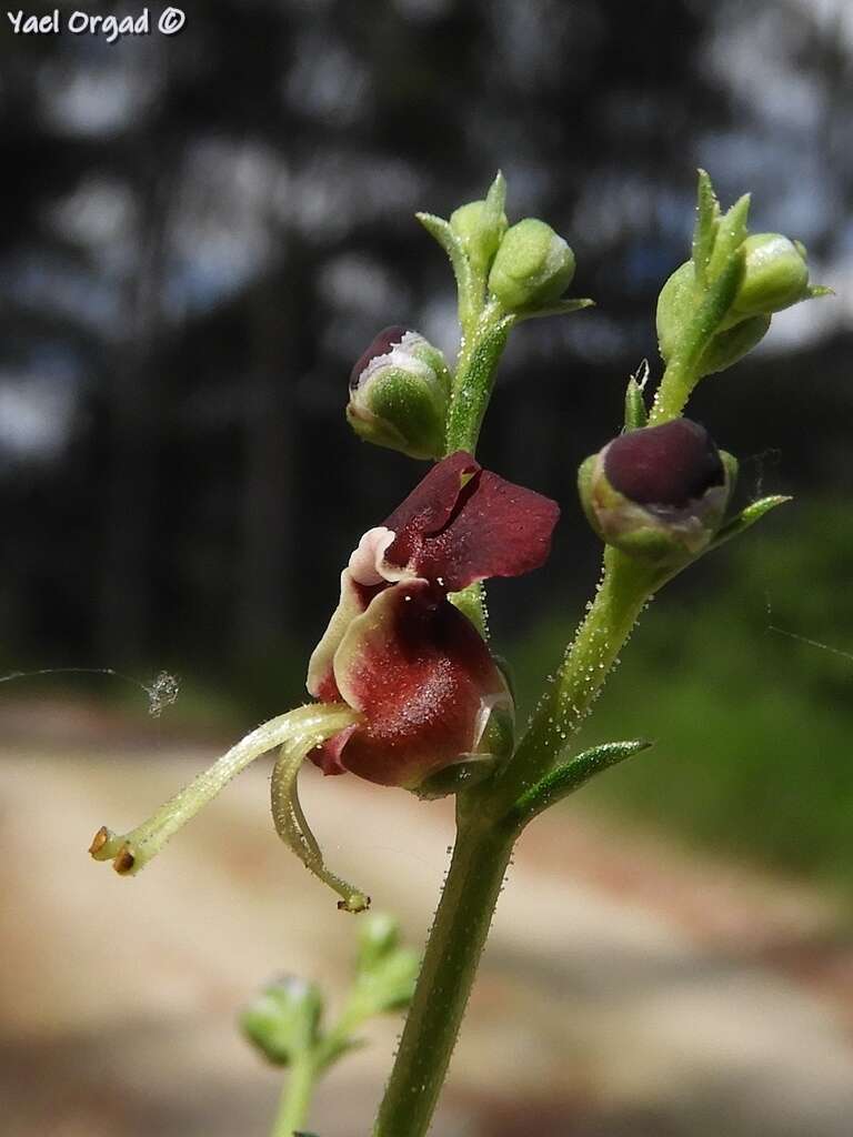 صورة Scrophularia xanthoglossa Boiss.