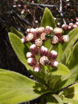 Image de Psiadia anchusifolia (Poir.) Cordem.