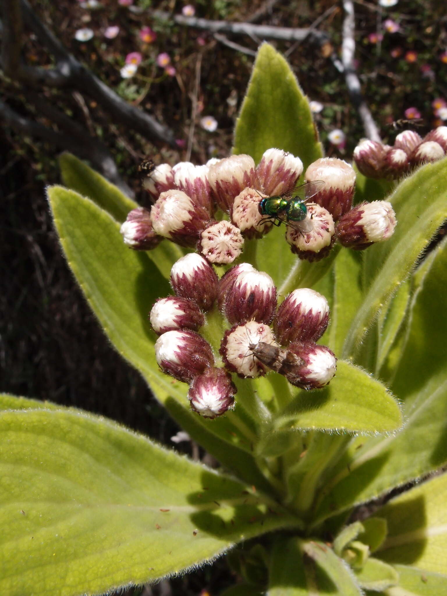 Image of Psiadia anchusifolia (Poir.) Cordem.