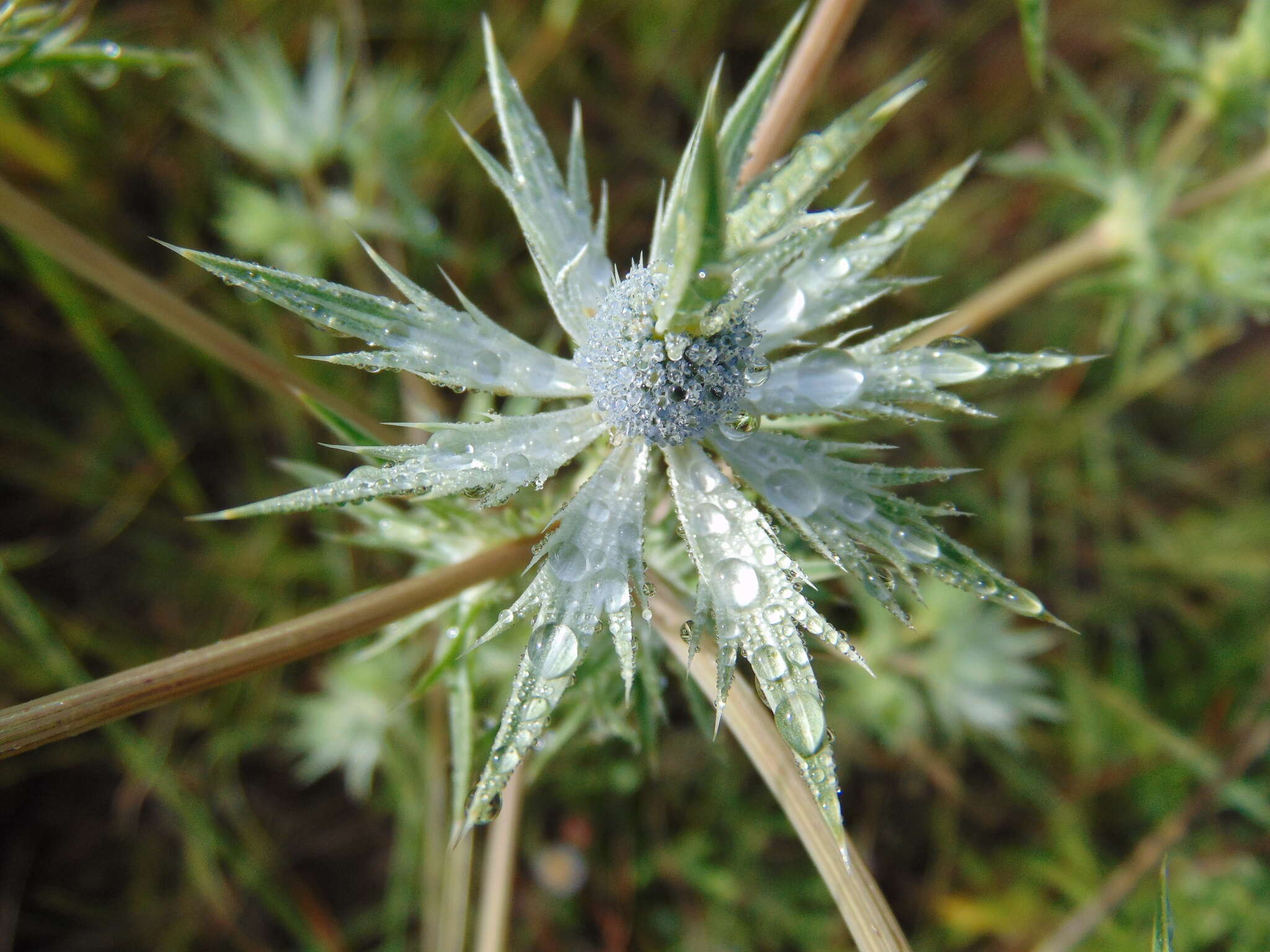 Image of Wright's Eryngo