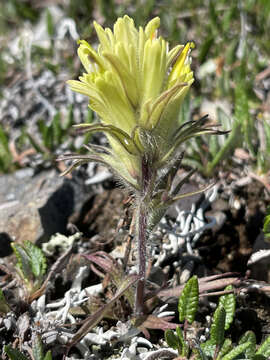 Image of northern Indian paintbrush