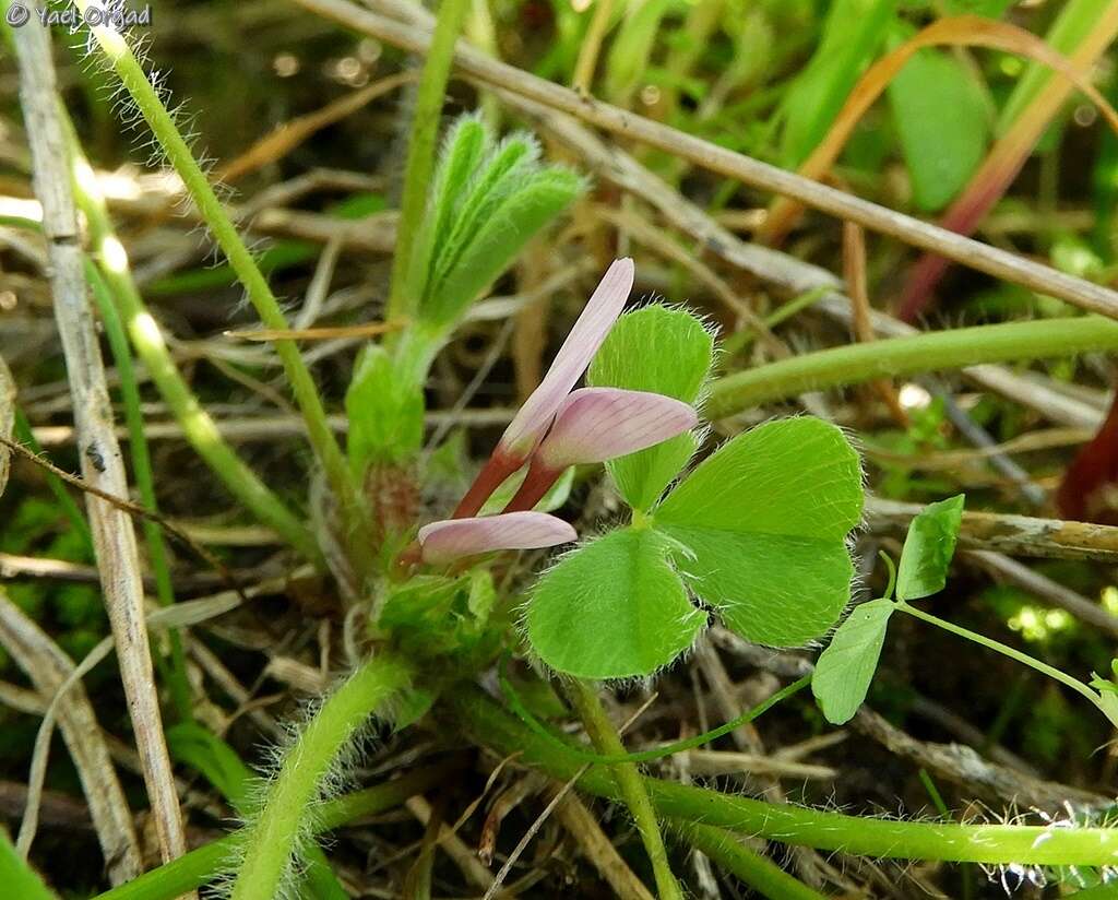 Image of Israel clover