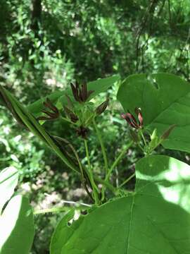 Image of oldfield milkvine