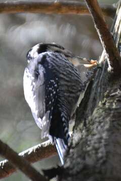 Image of Eurasian Three-toed Woodpecker