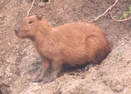 Image of Capybaras