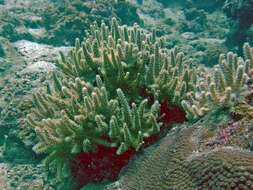 Image of Leather coral