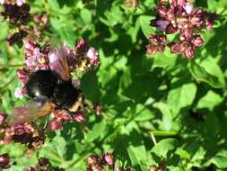 Image de Tachina grossa (Linnaeus 1758)