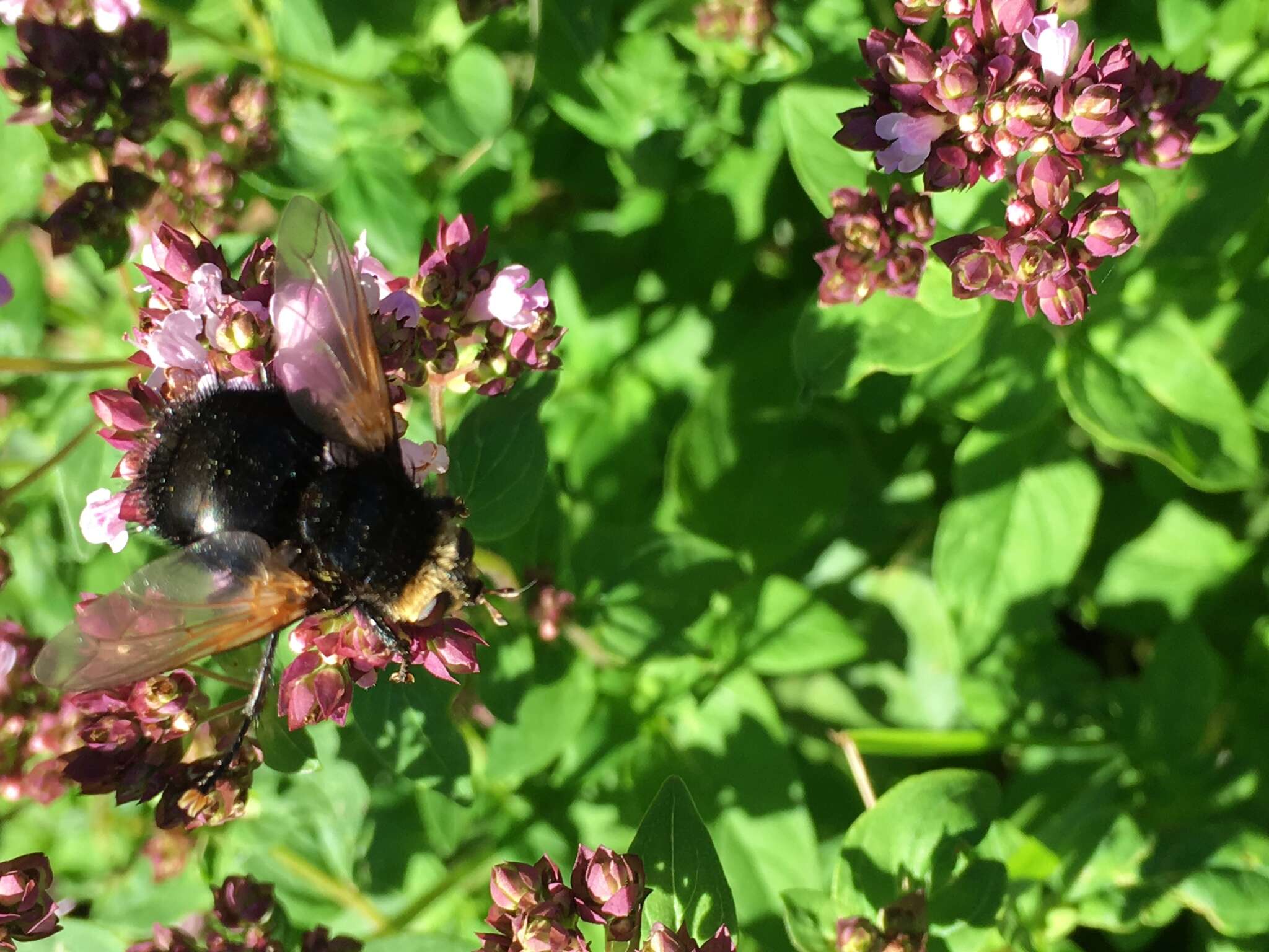 Image de Tachina grossa (Linnaeus 1758)