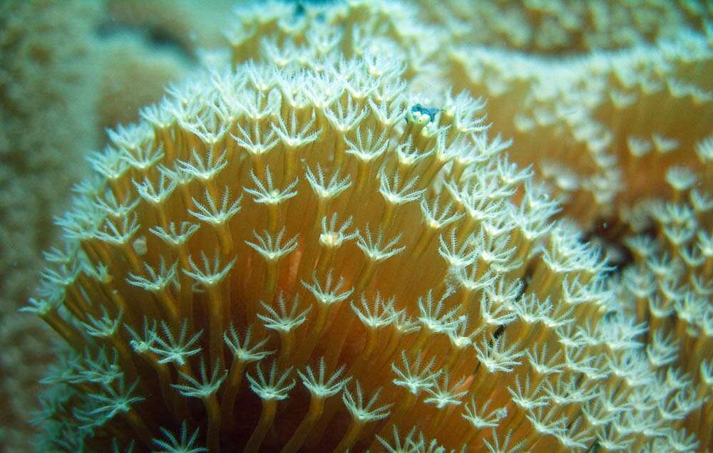 Image of Spiky pink soft coral