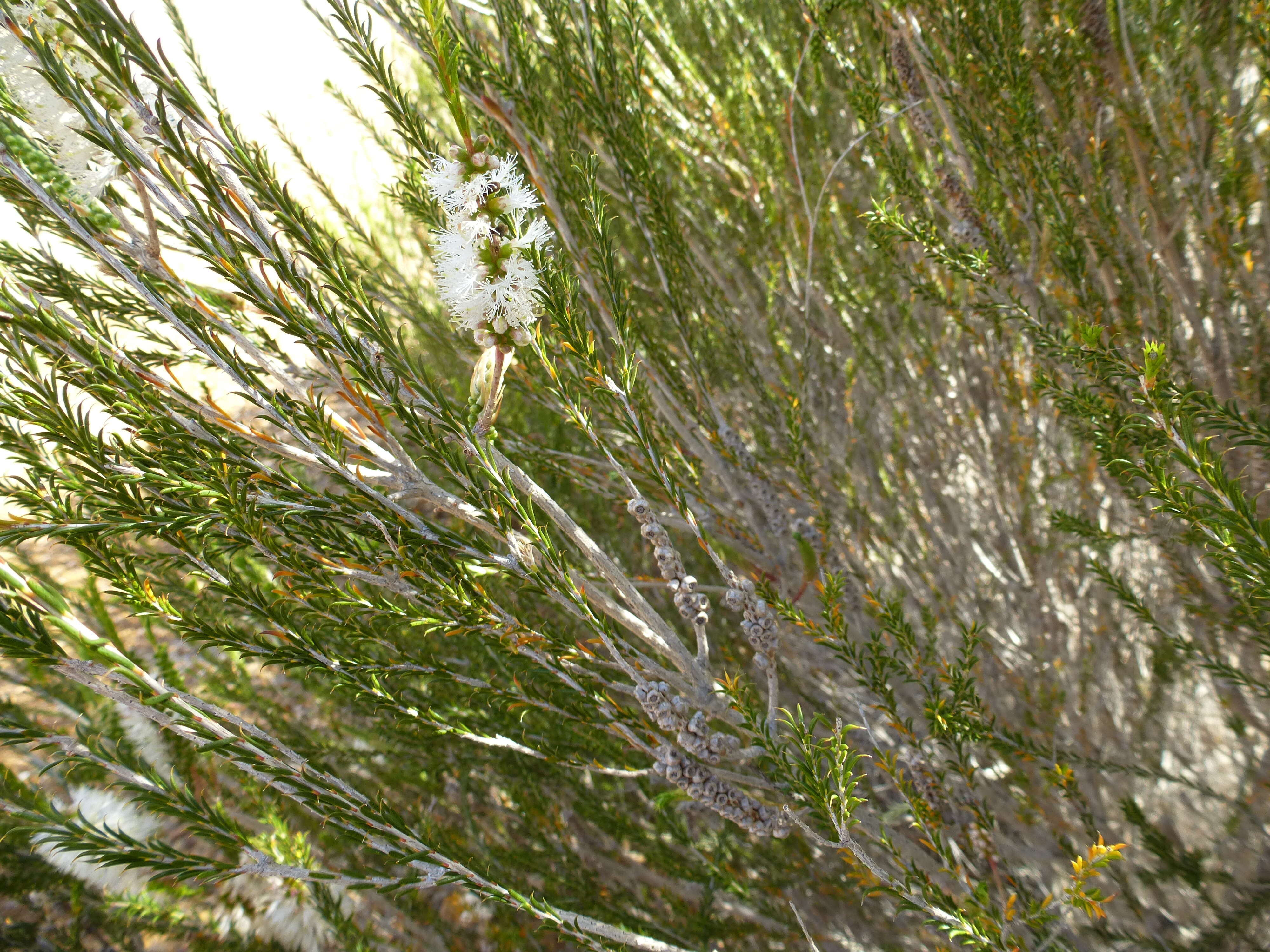 Sivun Melaleuca eleuterostachya F. Müll. kuva