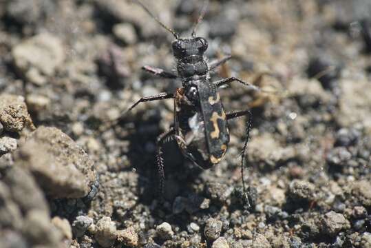 Image of Cylindera (Plectographa) gormazi (Reed 1871)