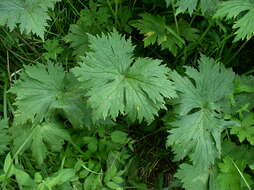 Imagem de Aconitum lycoctonum L.