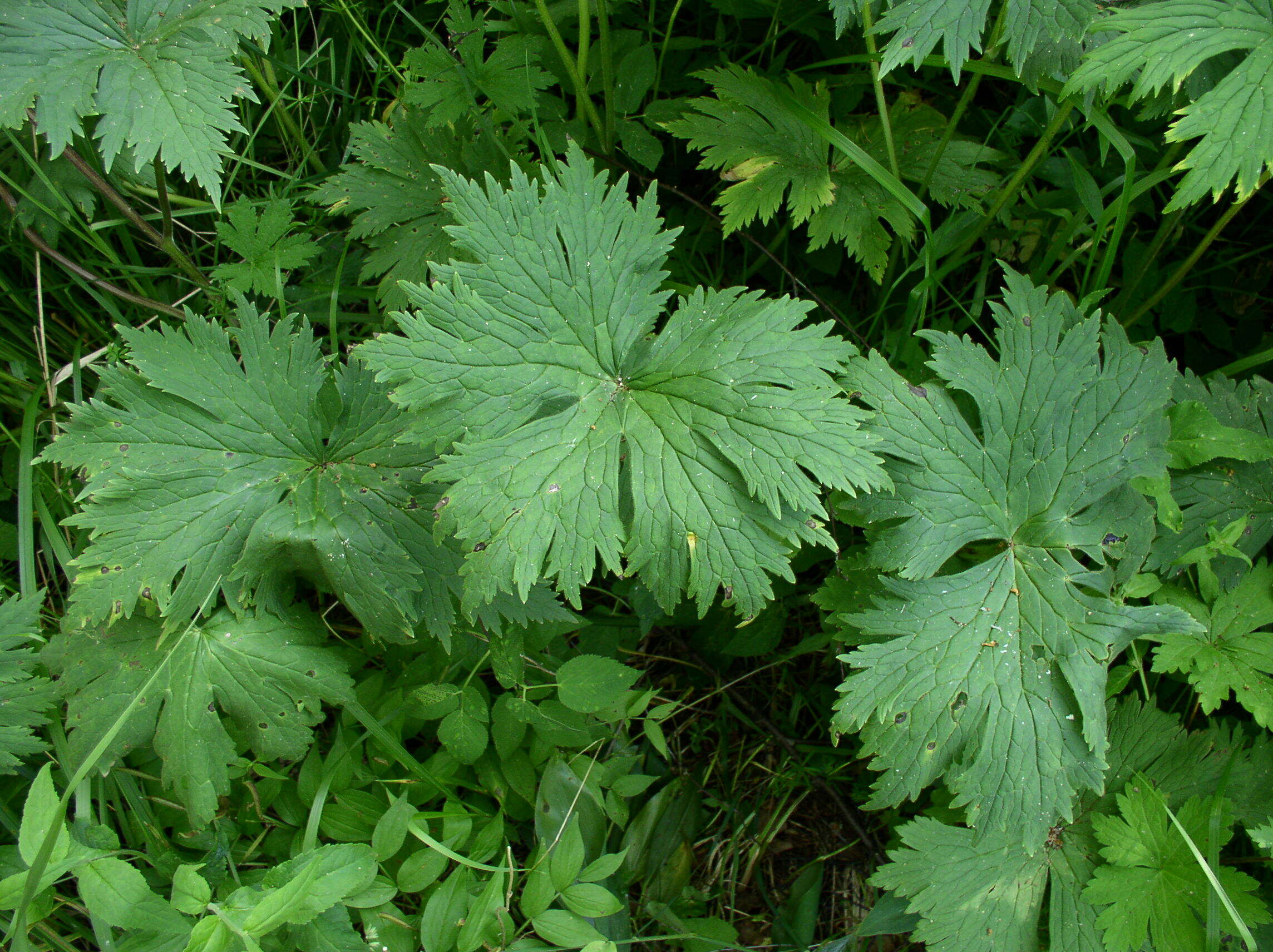 Imagem de Aconitum lycoctonum L.