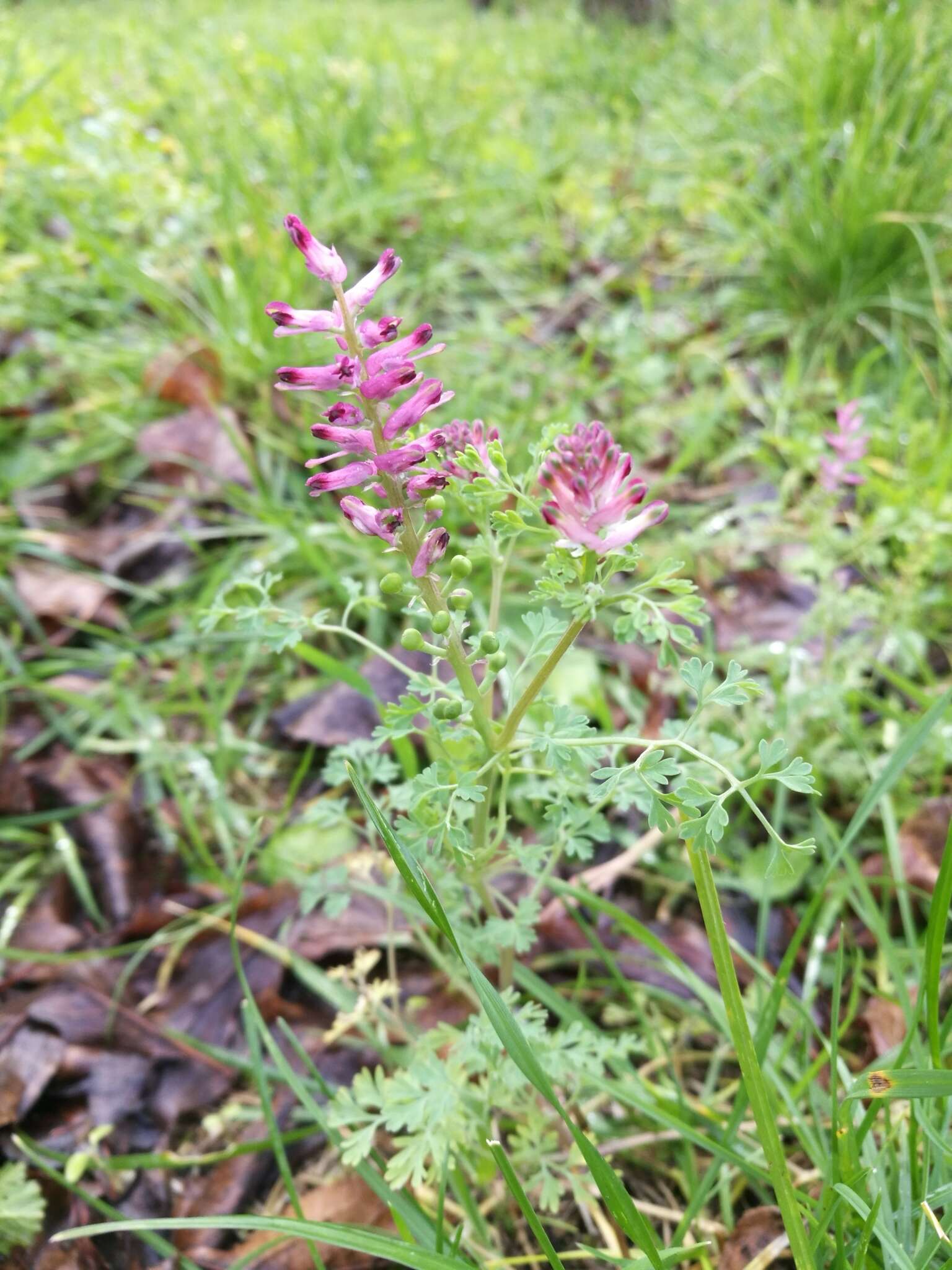 Image of drug fumitory