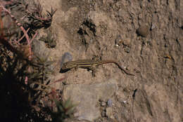 Imagem de Acanthodactylus erythrurus atlanticus Boulenger 1918