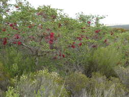 Image of Melaleuca elliptica Labill.