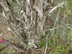 Image of Melaleuca elliptica Labill.