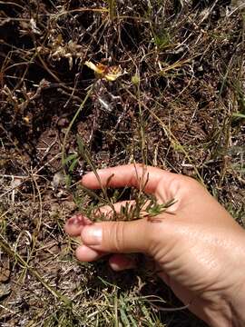 Image of Helenium radiatum (Less.) M. W. Bierner