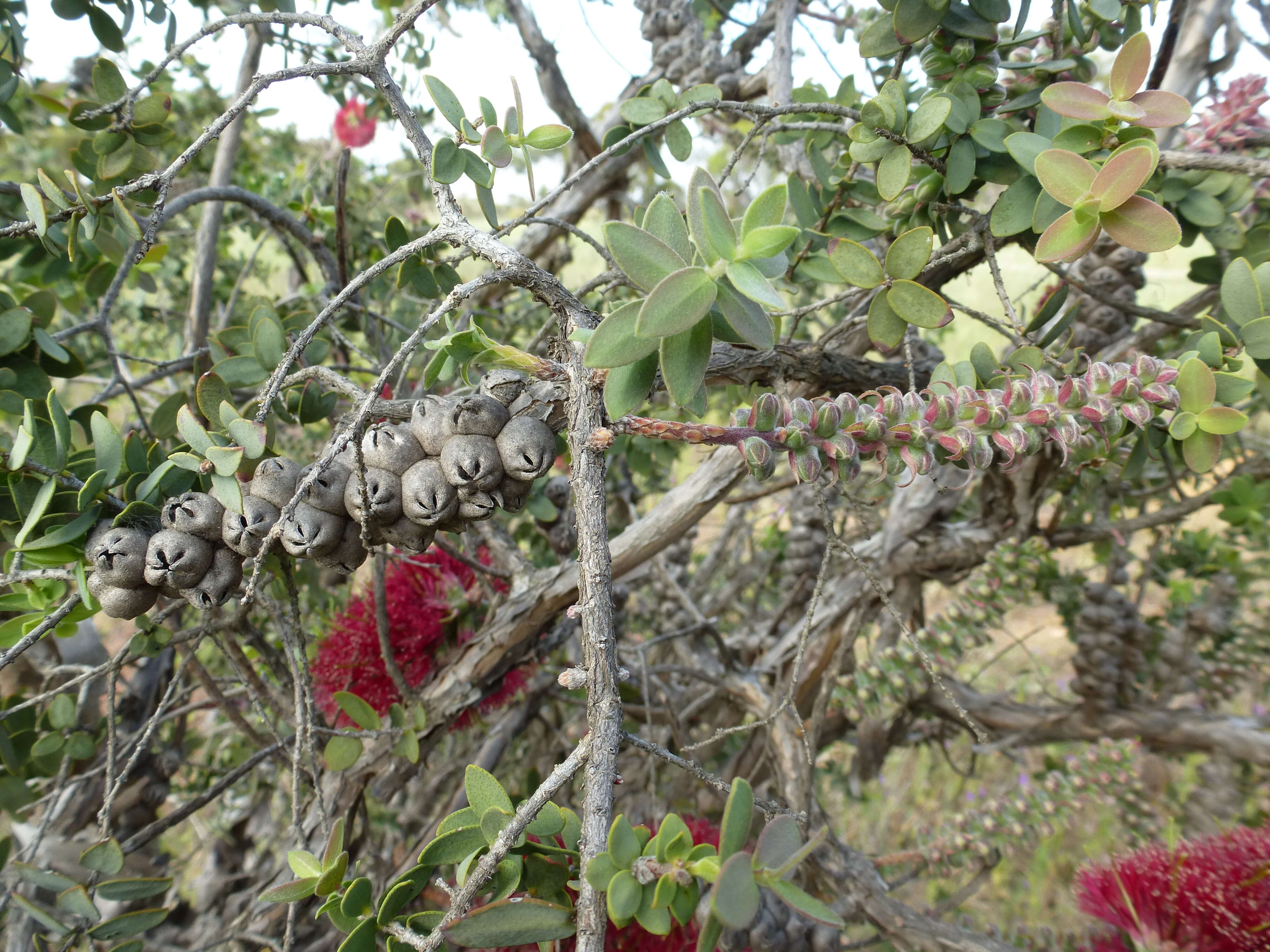 Image of Melaleuca elliptica Labill.