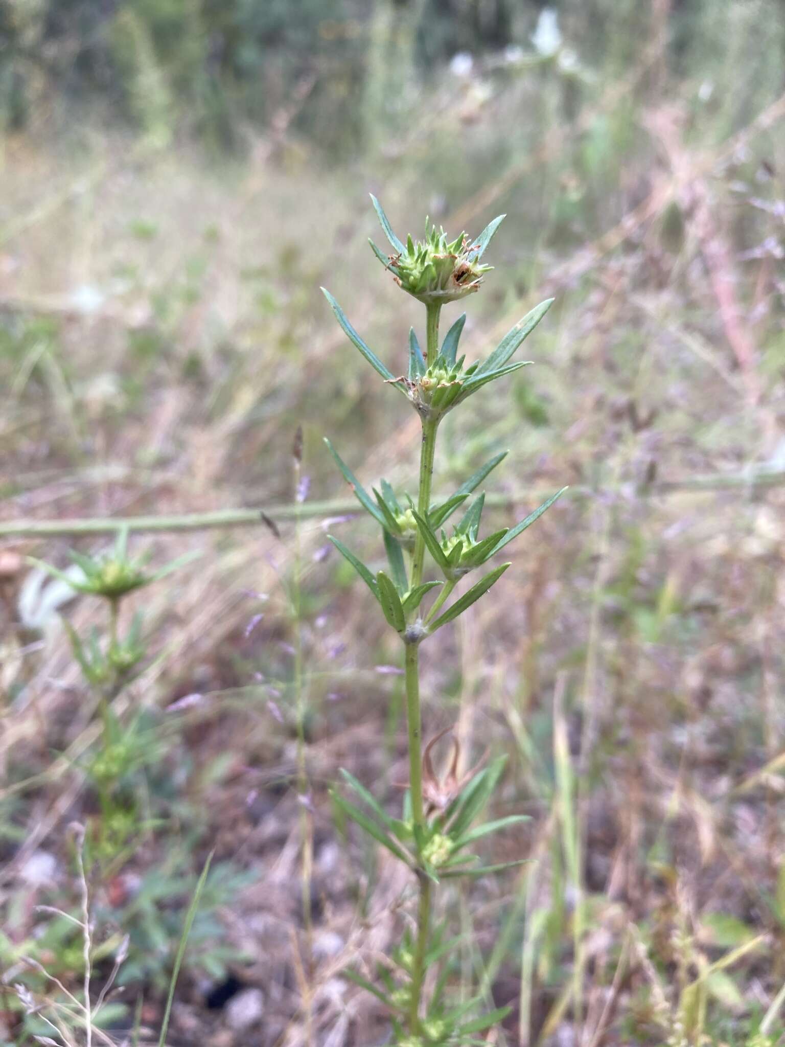 Image of mountain saucerflower