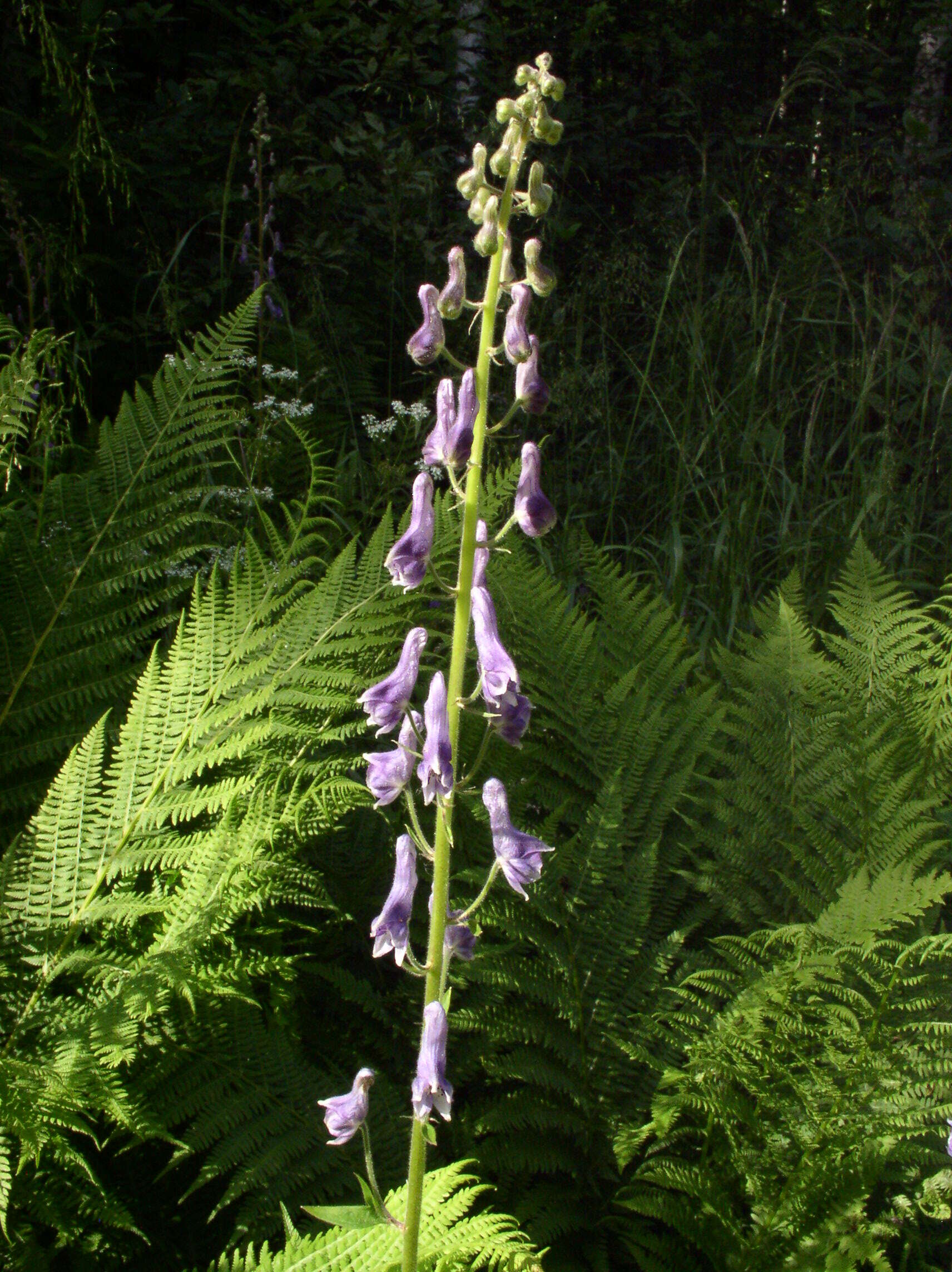 Imagem de Aconitum lycoctonum L.