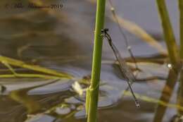 Image of Blackwater Bluet