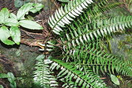 Polystichum formosanum Rosenst. resmi