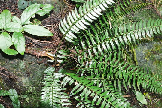 Image of Polystichum formosanum Rosenst.