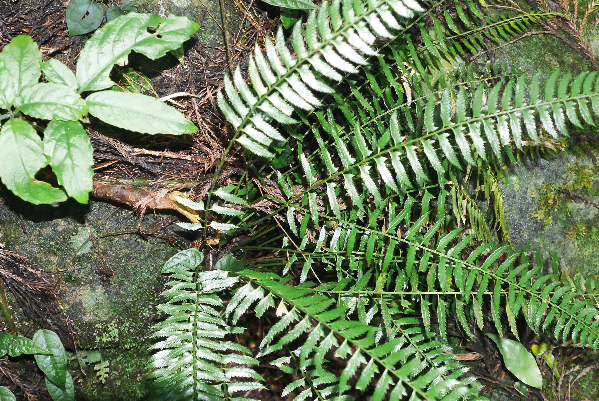 Polystichum formosanum Rosenst. resmi