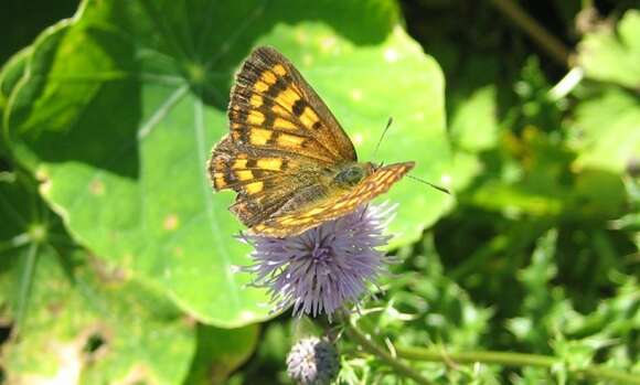 Image of Lycaena salustius (Fabricius 1793)