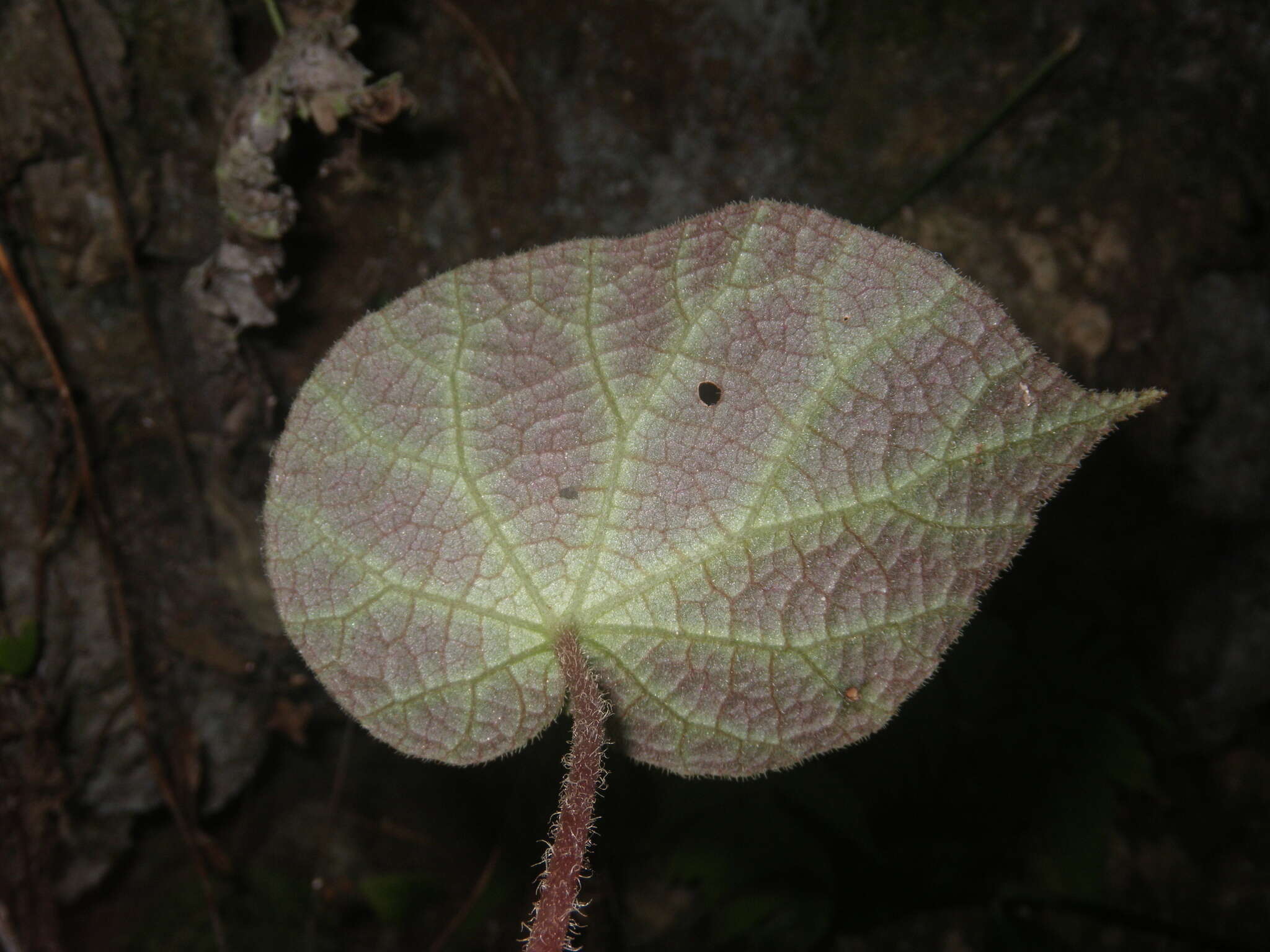 Image of Begonia chongzuoensis Yan Liu, S. M. Ku & C. I Peng