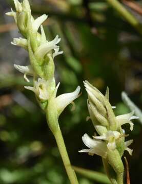 Spiranthes stellata P. M. Br., Dueck & K. M. Cameron resmi