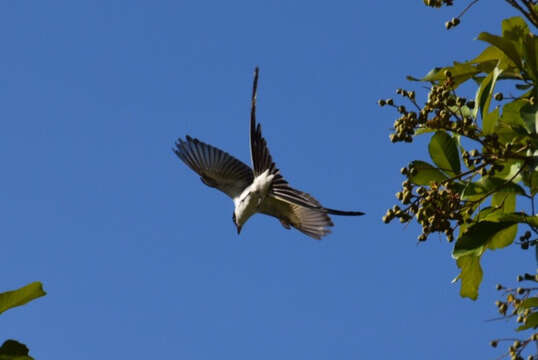 Image of Fork-tailed Flycatcher