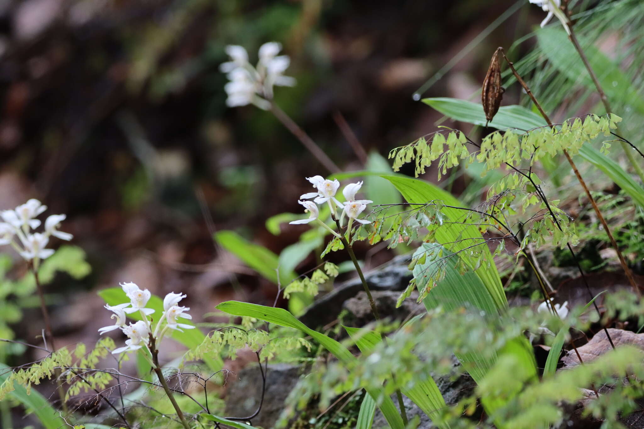 Imagem de Govenia purpusii Schltr.