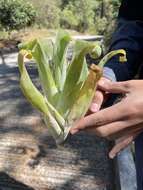 Image of Catopsis occulta Mart.-Correa, Espejo & López-Ferr.