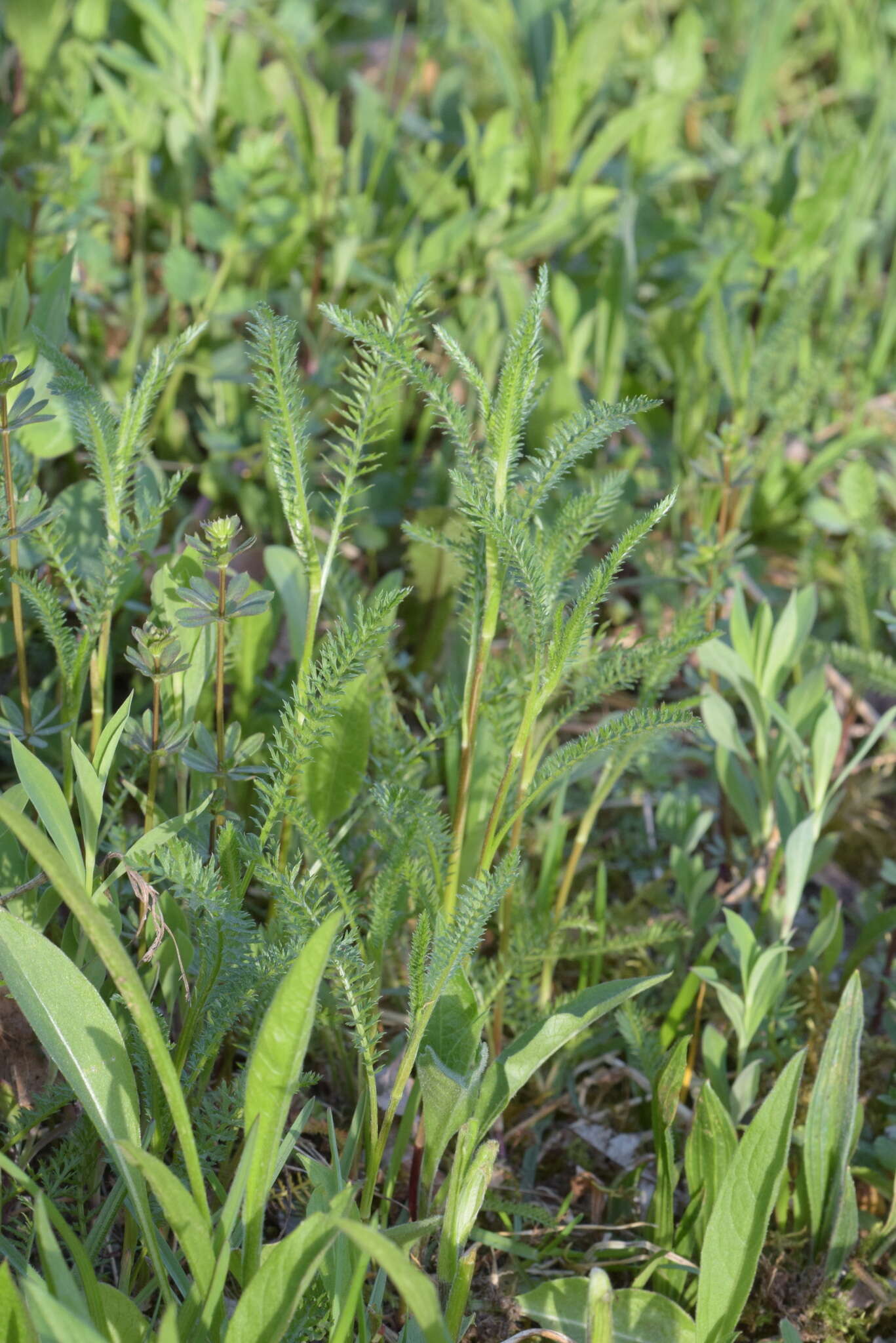 Achillea roseo-alba Ehrend. resmi