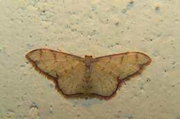 Image of Idaea protensa Butler 1889