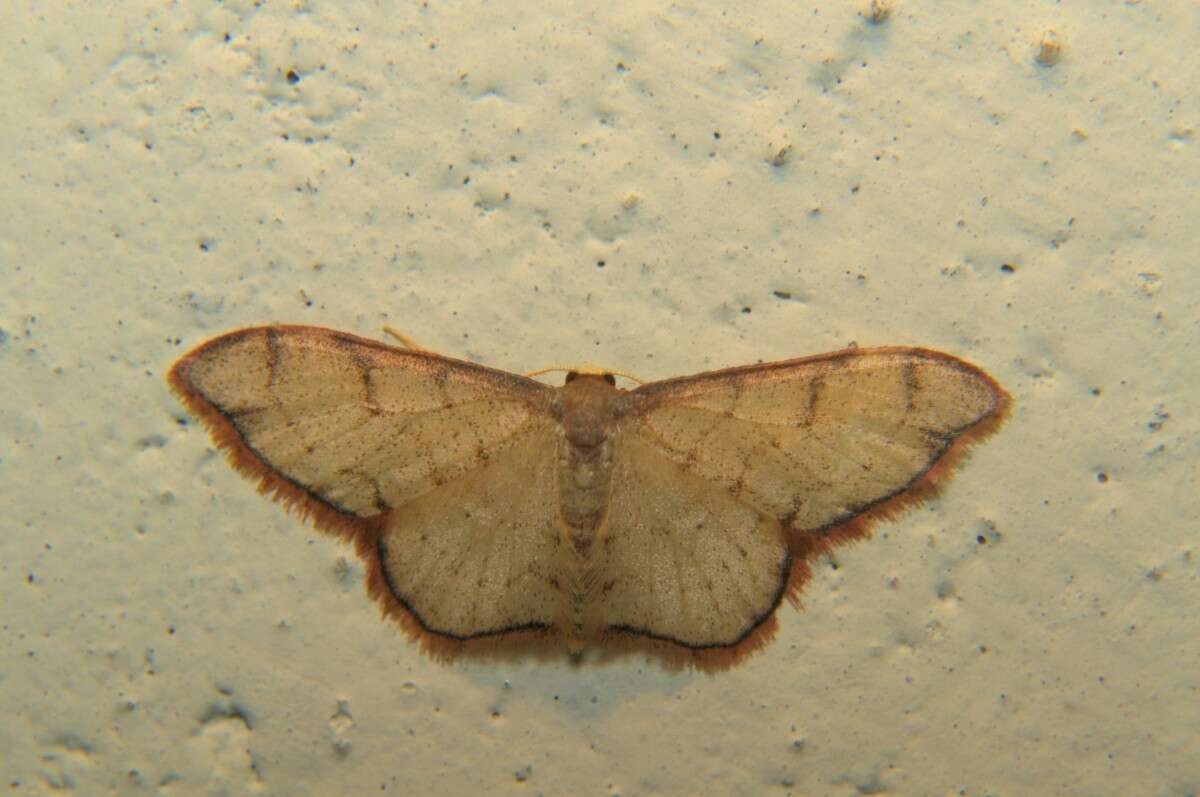 Image of Idaea protensa Butler 1889