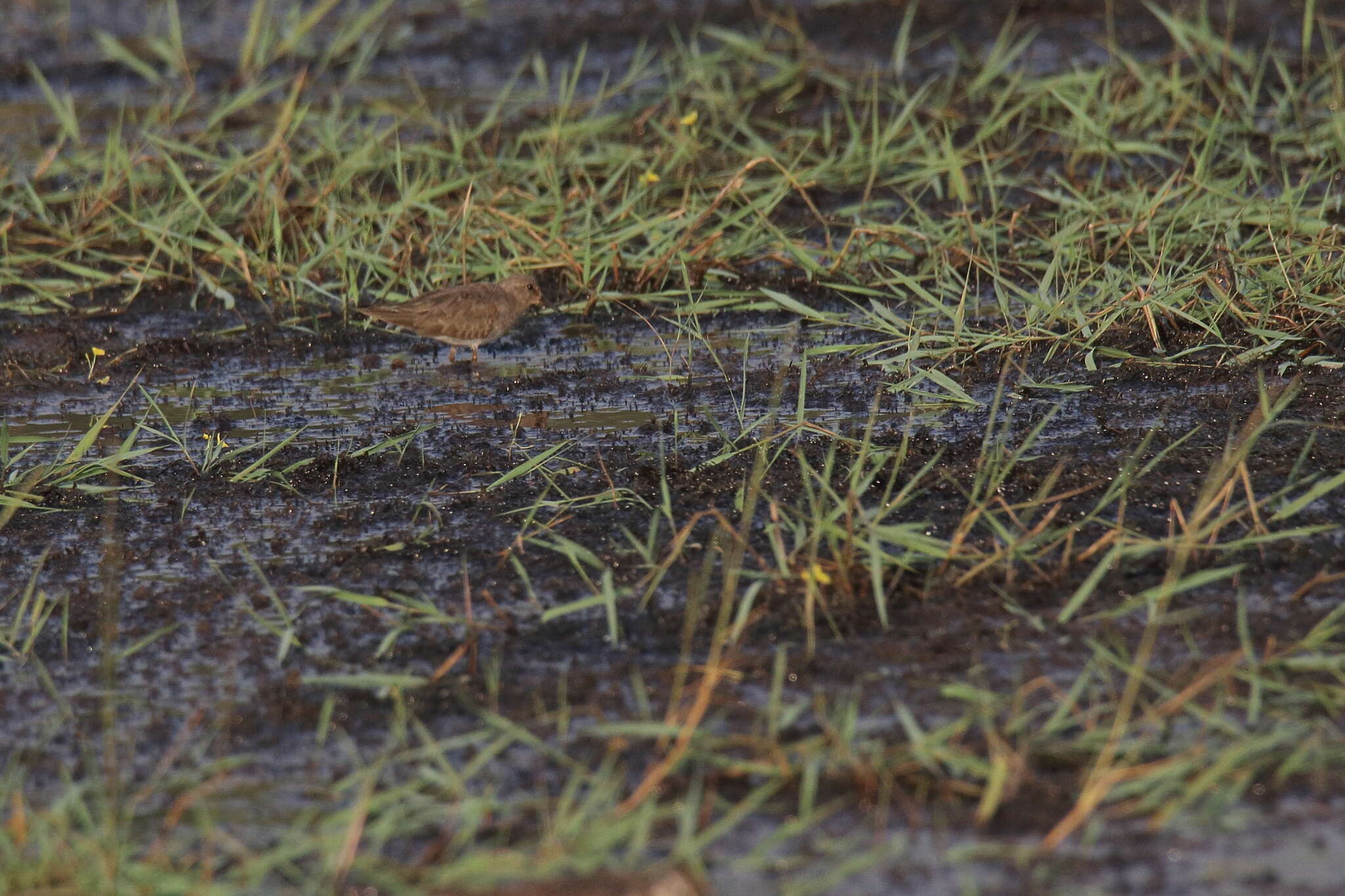 Image of Temminck's Stint