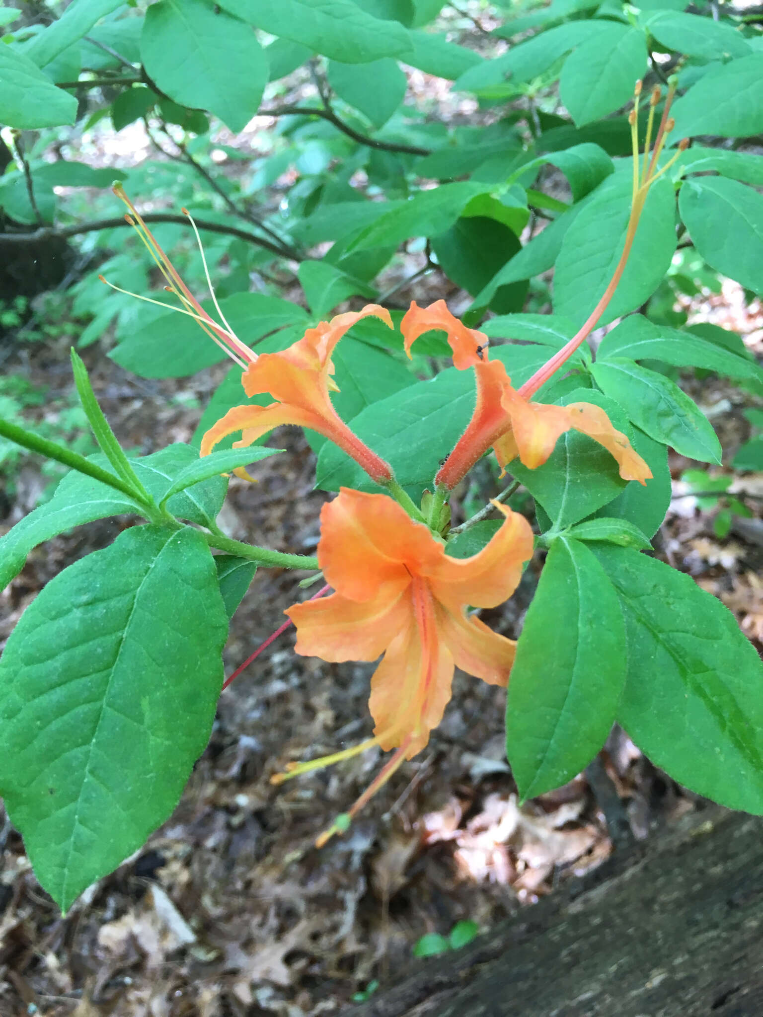 Image of flame azalea