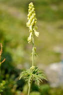 Imagem de Aconitum lycoctonum subsp. neapolitanum (Ten.) Nyman