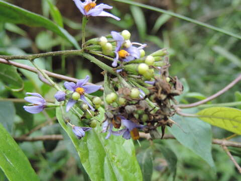 Image of Solanum terminale Forsk.