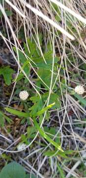 Image de Antennaria monocephala DC.