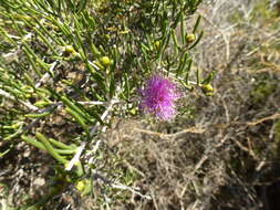 Image of Melaleuca filifolia F. Müll.