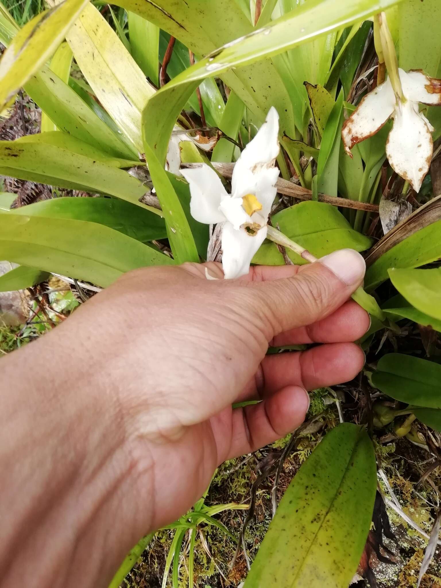 Image of Maxillaria eburnea Lindl.