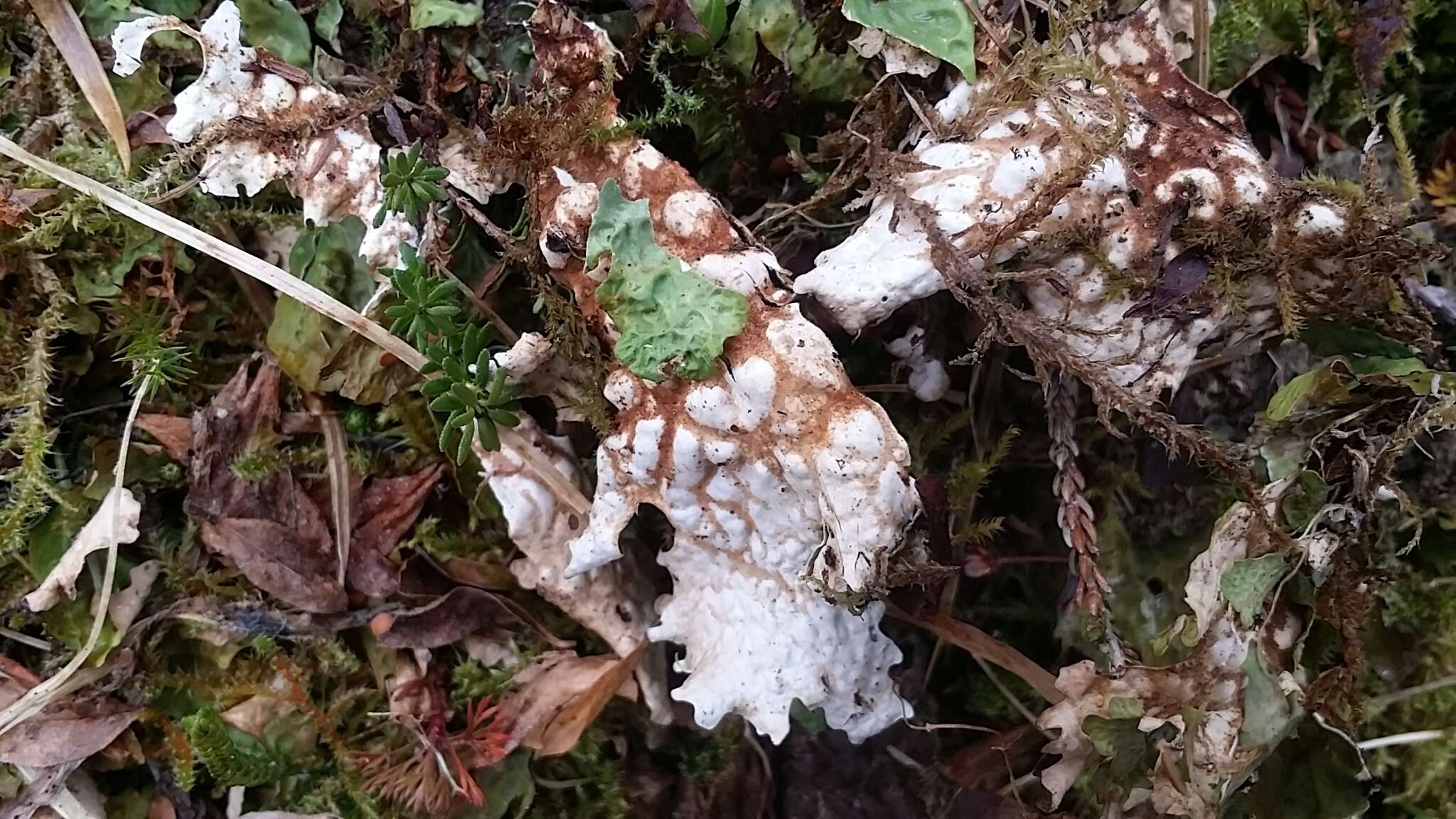 Image of lung lichen